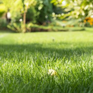 Mowed green backyard grass with sprinkler system